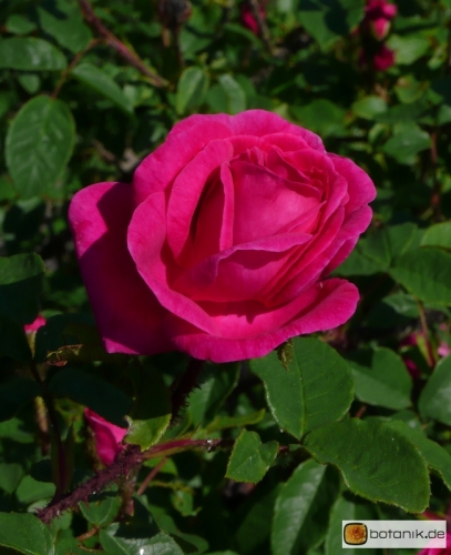 Rosa centifolia -- Strauchrose Parkzauber